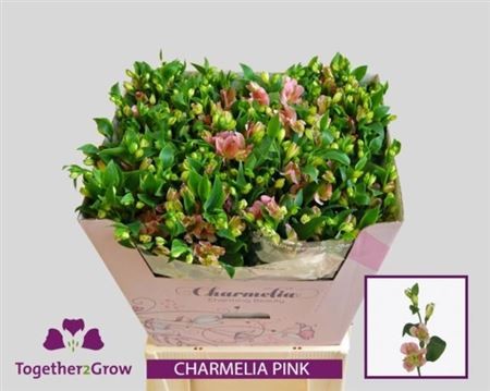 Alstr Fl Charmelia Pink