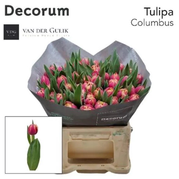 Tu Du Columbus
