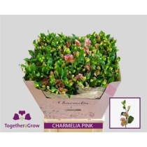 Alstr Fl Charmelia Pink