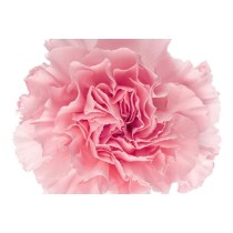 Carnation Select Pink