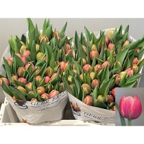 Tulipa Du Columbus