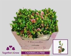 Alstr Fl Charmelia Pink