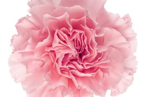 Carnation Select Pink
