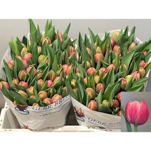 Tulipa Du Columbus