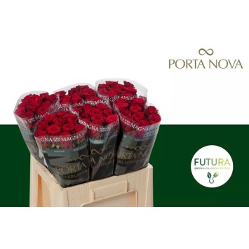 R Gr Red Naomi P Nova Futura