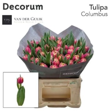 Tu Du Columbus