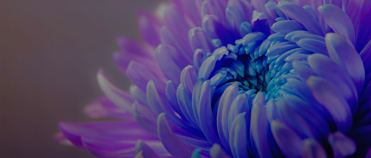 flowerbanner001